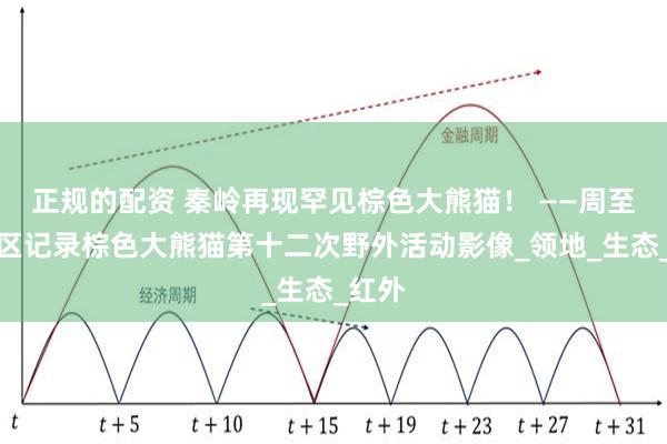 正规的配资 秦岭再现罕见棕色大熊猫！ ——周至保护区记录棕色大熊猫第十二次野外活动影像_领地_生态_红外